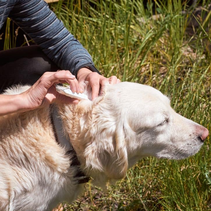 Tick prevention in dog