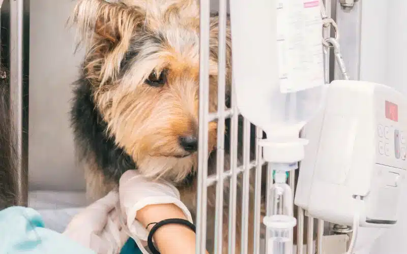 Why pets go quarantine in Singapore