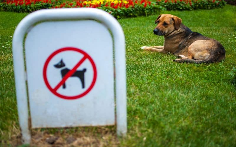banned dogs in singapore