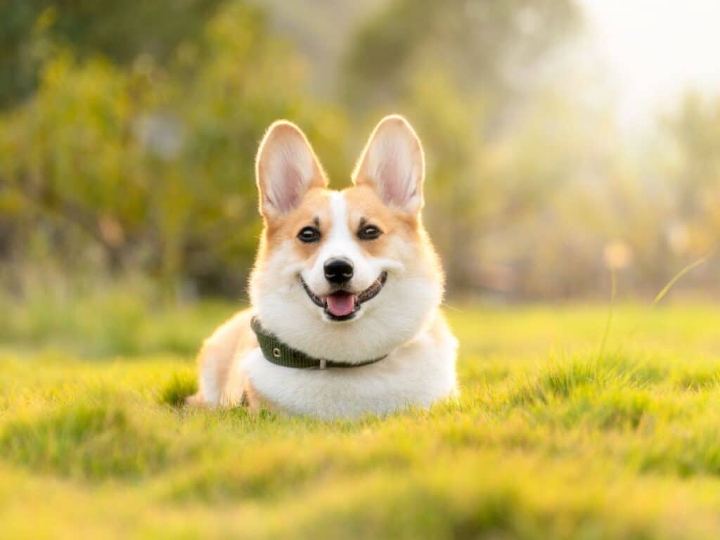 corgi