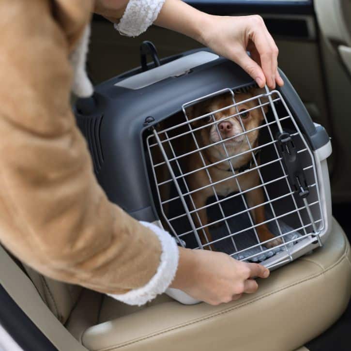 door to door pet transport australia