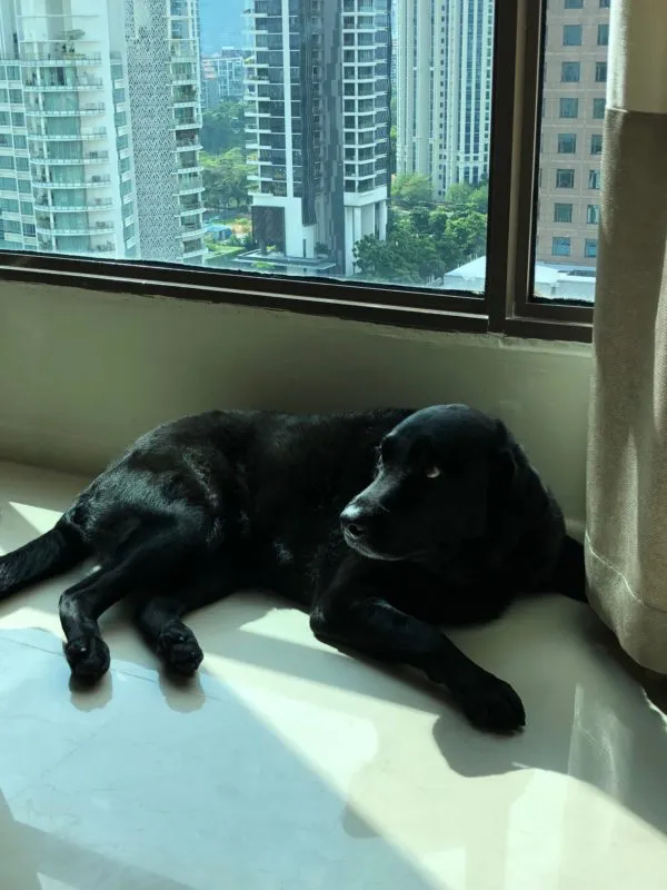 john-chan-ferndale-pet-shipping-dog-to-singapore-from-HK-600x800