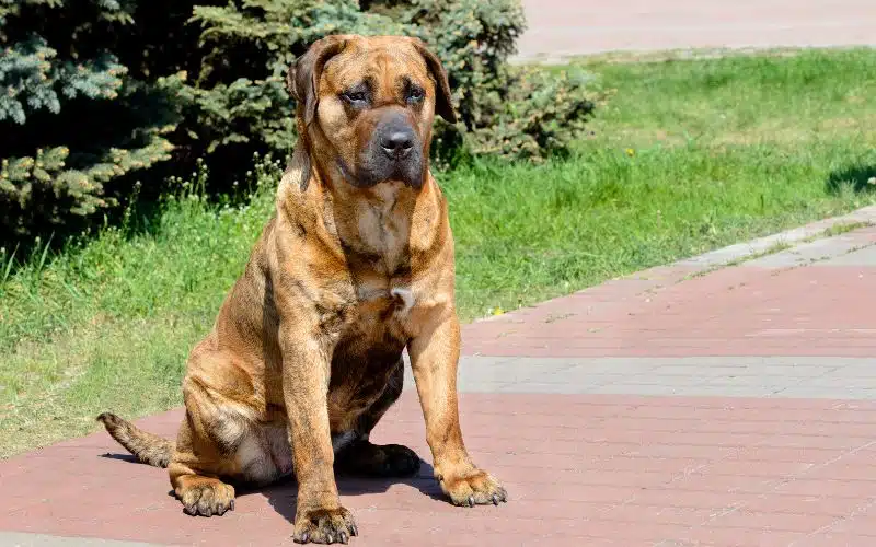 perro de presa canario banned in Singapore