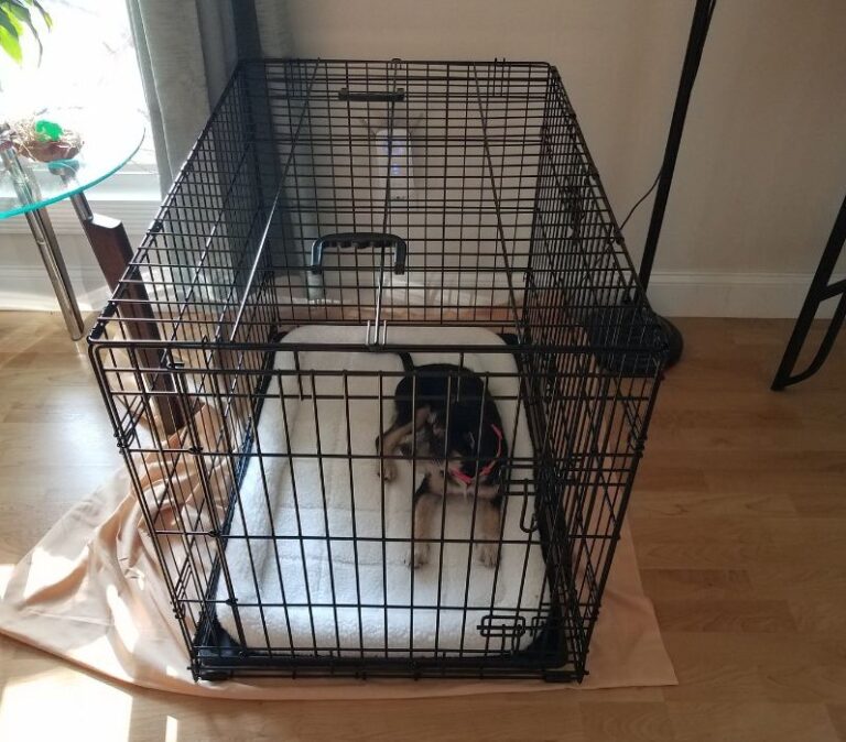 Singapore Airlines Pet Travel Policy 2024 Rules, Cost & Tips