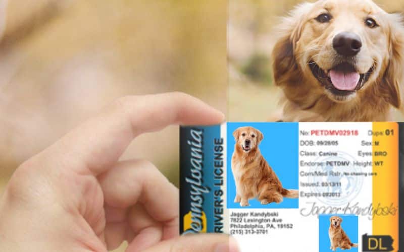 dog license in Singapore