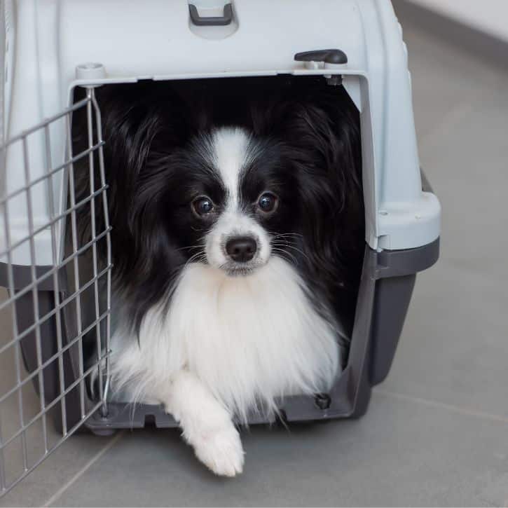 Cargo or Excess Baggage for Pet Travel to the USA