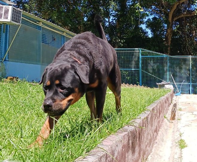 Dog boarding service in HongKong