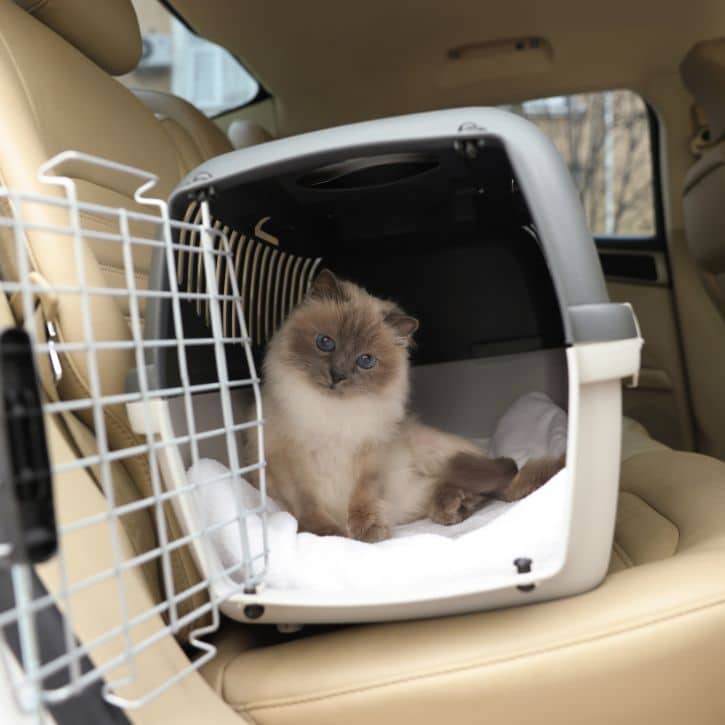 pet relocation procedure to new zealand