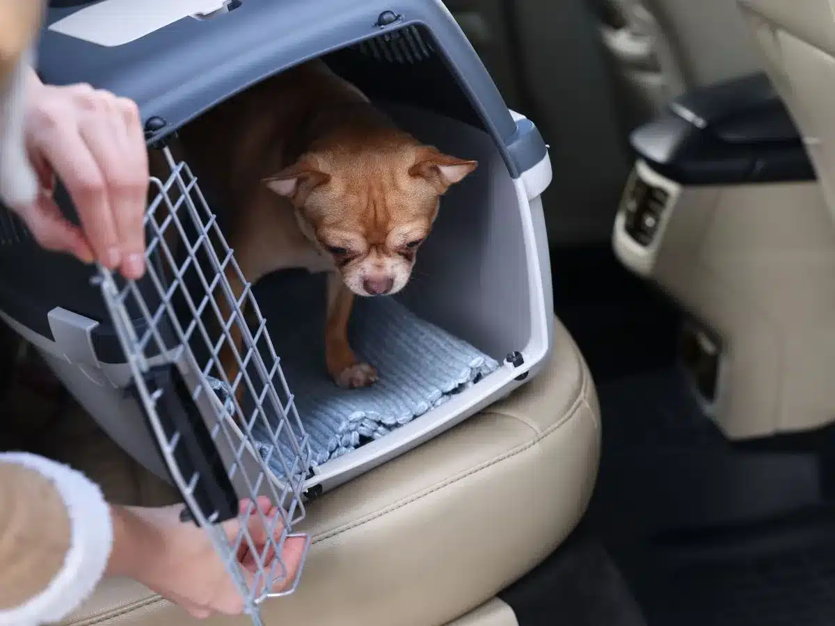 Preparing Your Pets for Travel