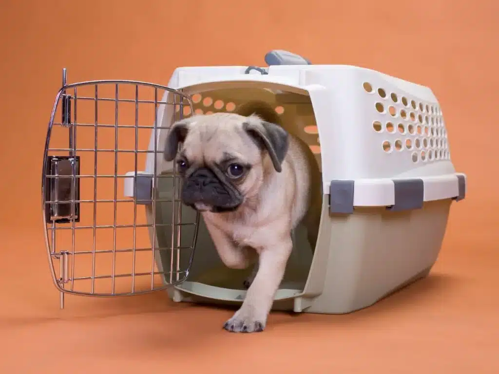 crate training your pet