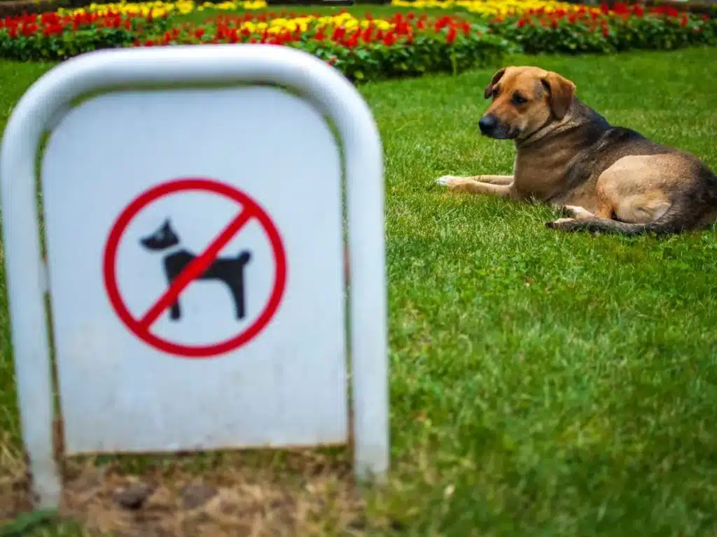 banned dogs in USA