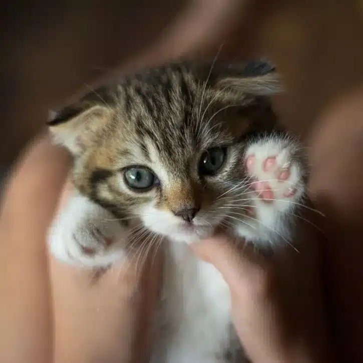 getting a pet in cambodia