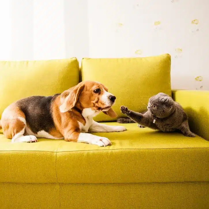 pet friendly accommodation