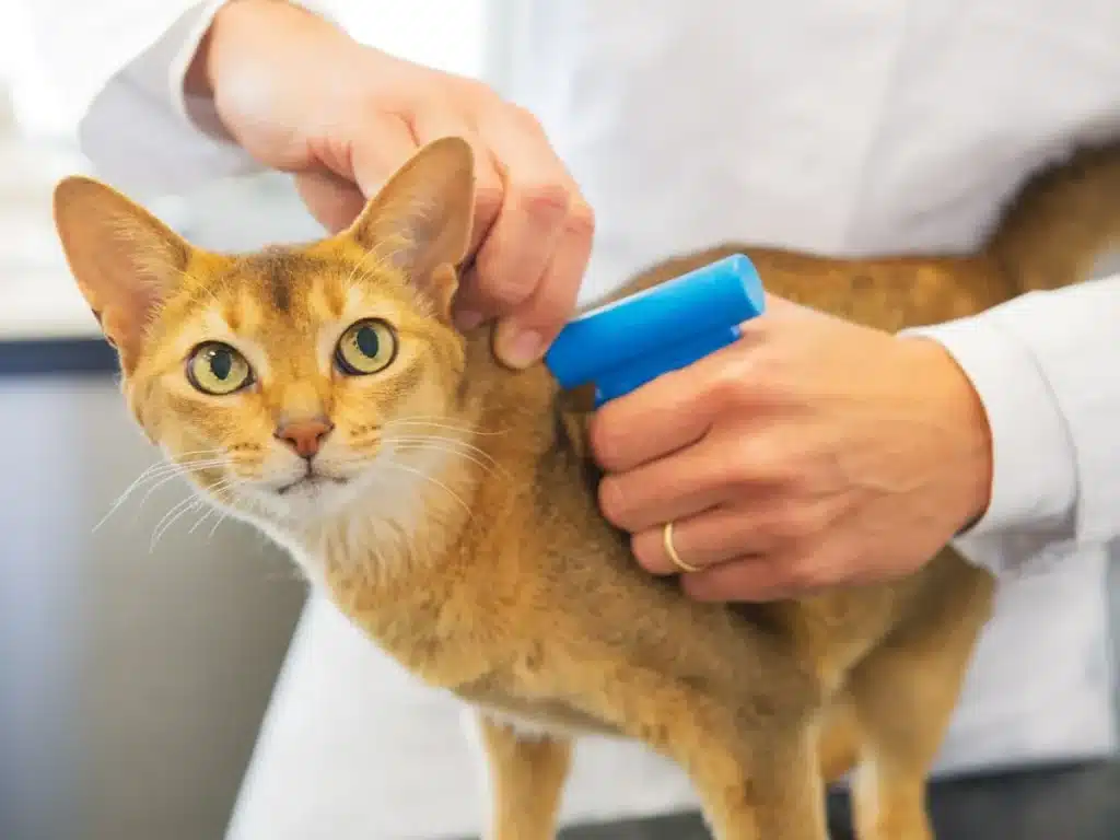 pet microchipping