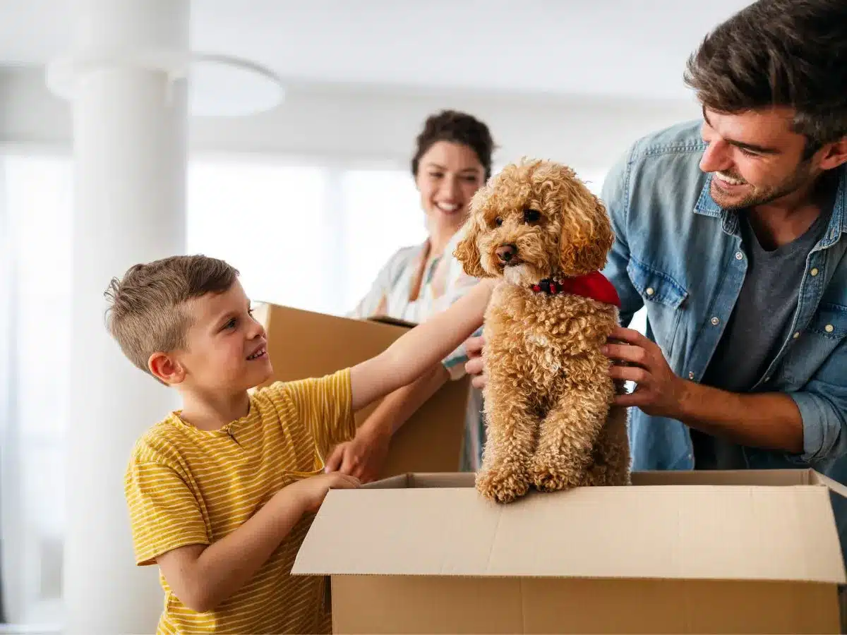 Pet Relocation To/From Germany Best Pet Transport Service