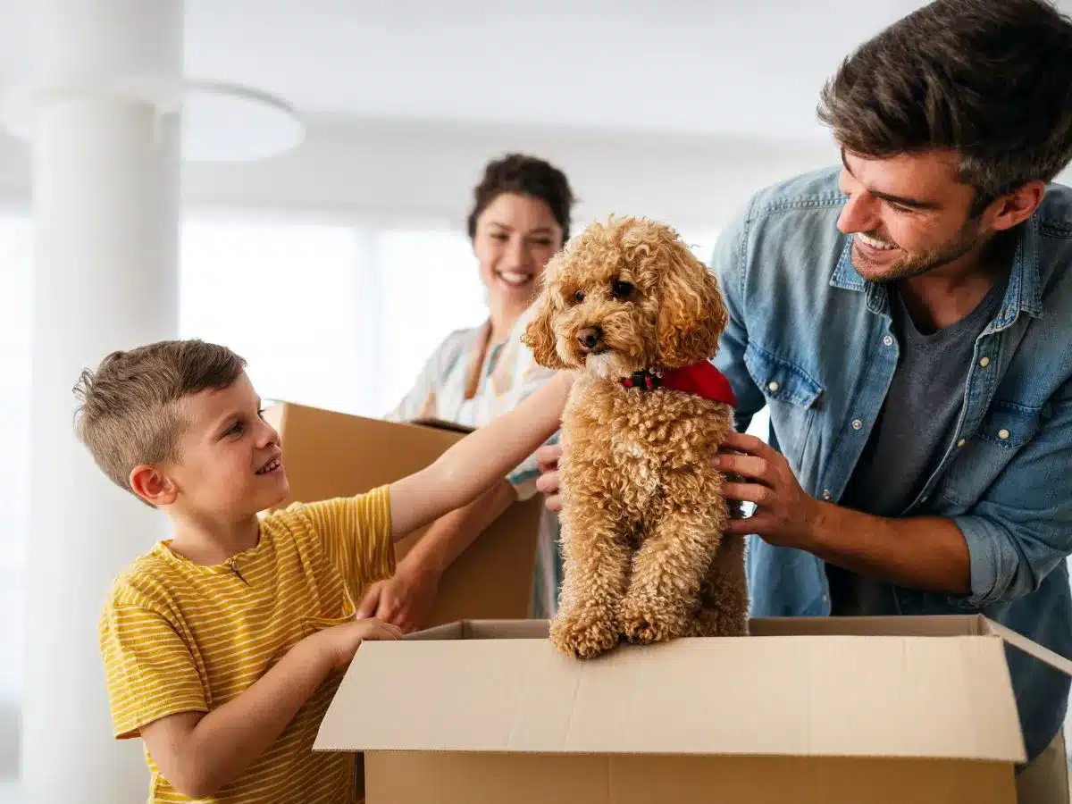 Pet Relocation To/From UAE Best Pet Transport Service UAE