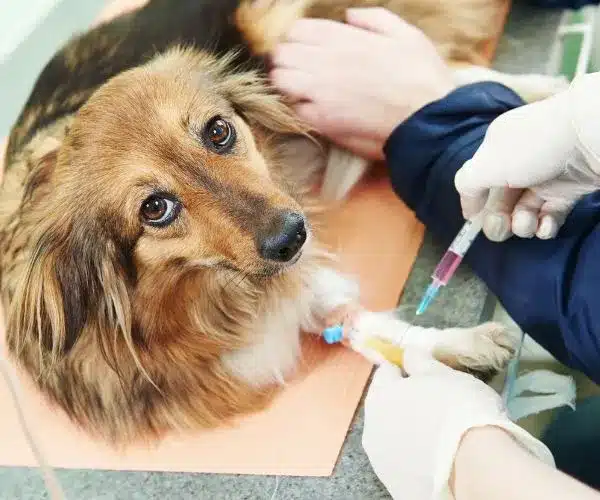rabies blood tests for pets