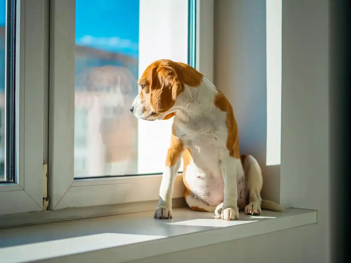 Is There Quarantine for Dogs in the UK? Pet Quarantine Rules