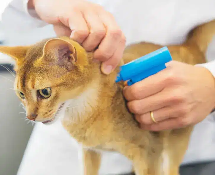vaccination and microchipping for travel to japan