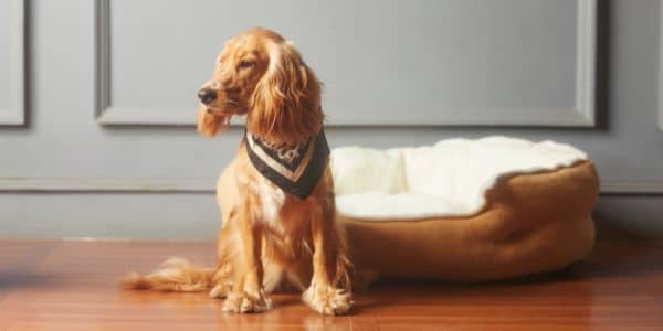 moving process to greece with pets