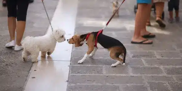 Pet-Friendly Italy