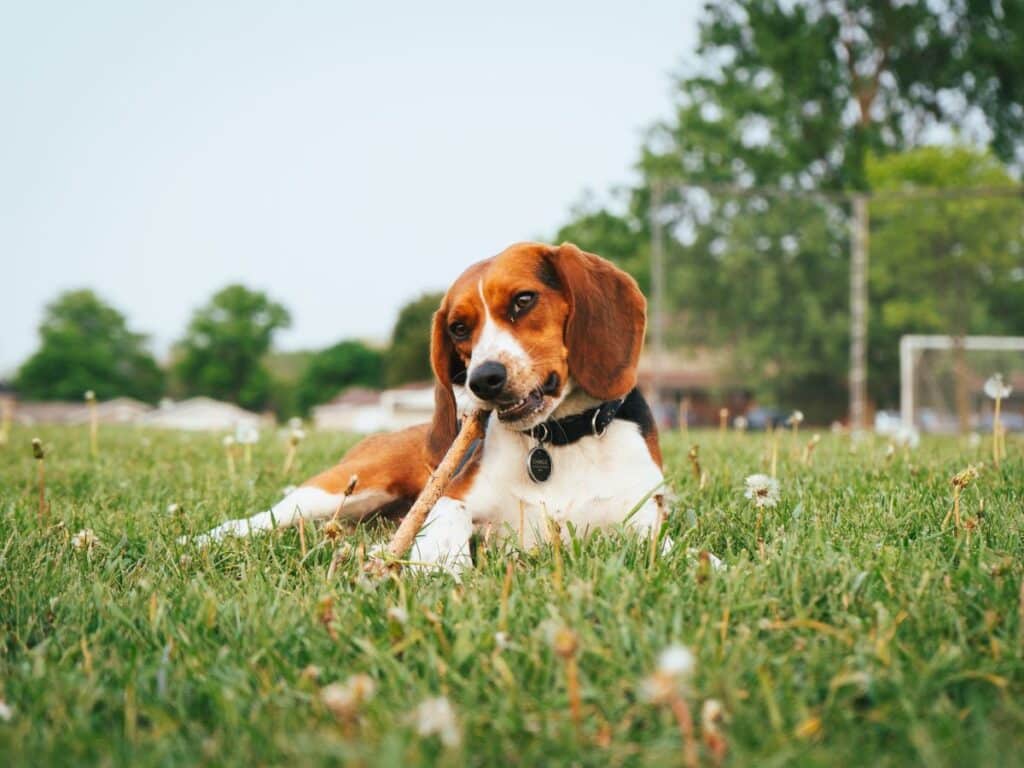 Pet Import Requirements to enter Canada