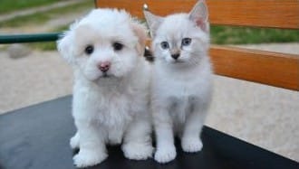 Requirements for Dogs and Cats