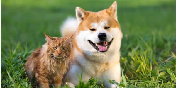 Requirements for Moving Pets to France