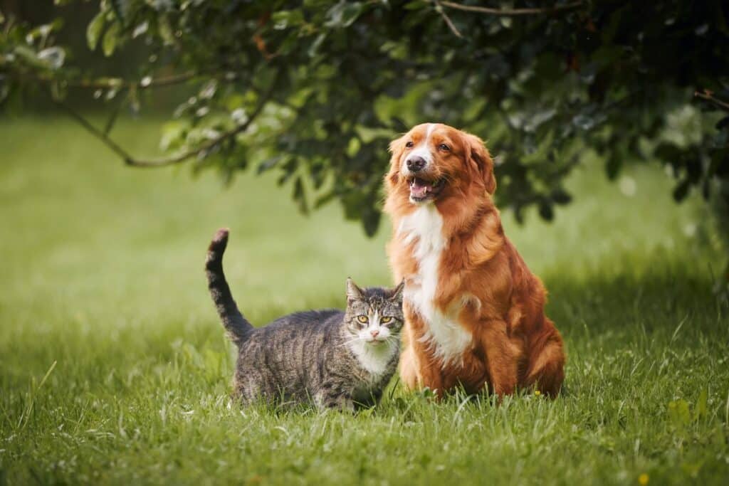 dogs and cats