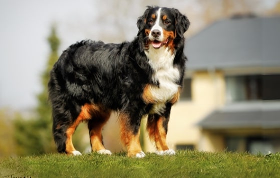 ferndale kennels services