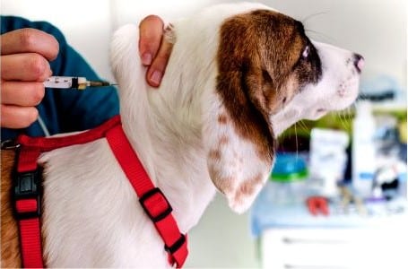 microchipping and vaccination