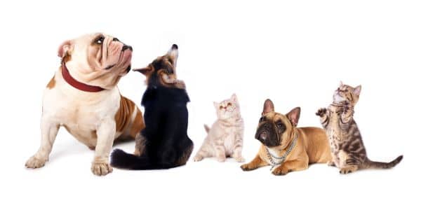 navigating the pet import process