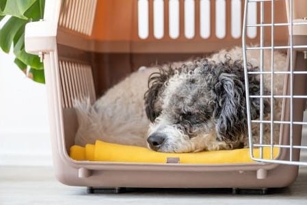 pet crate training