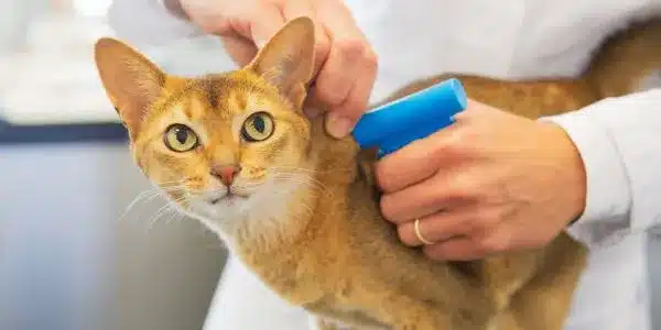 pet microchips