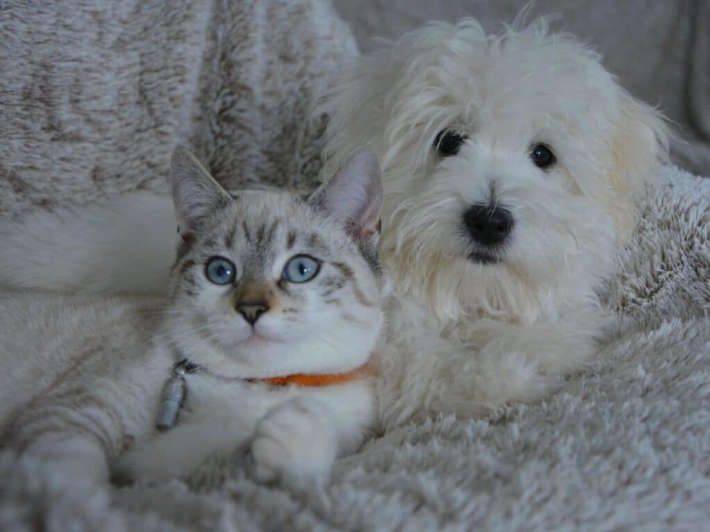 pet quarantine rules