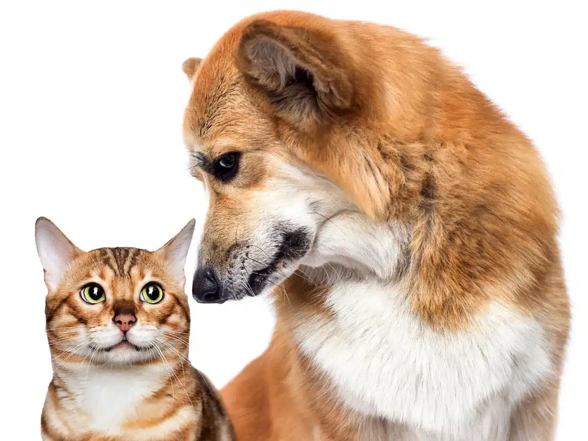 Vaccinations for Health and Safety for dog and cat