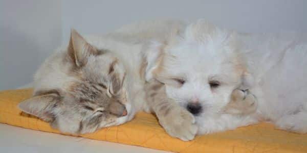 professional pet relocator service