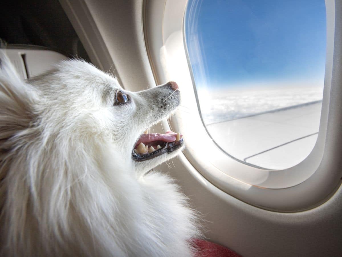 tips for flying with your dog in-cabin