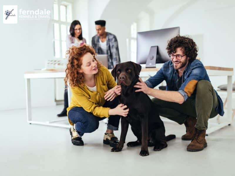 Bringing Pets To Australia Australia Pet Import Rules