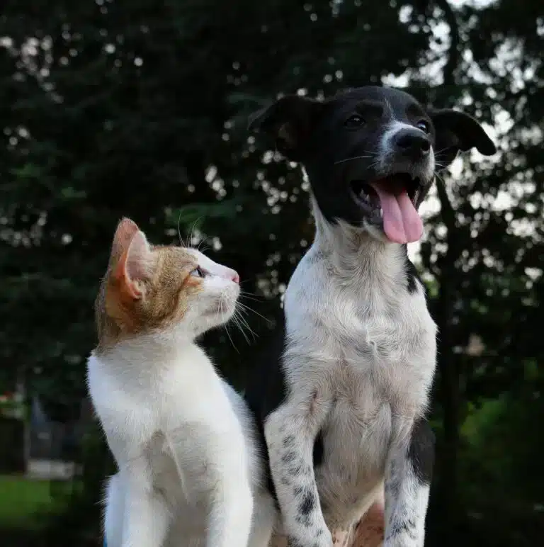 moving overseas with pets