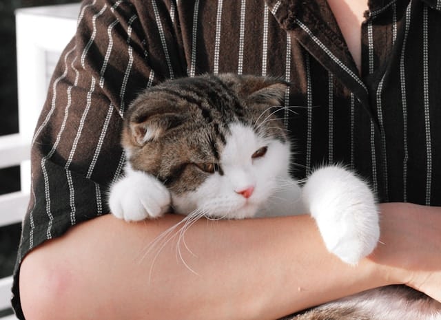 How Do Cats Go to the Bathroom on a Plane?
