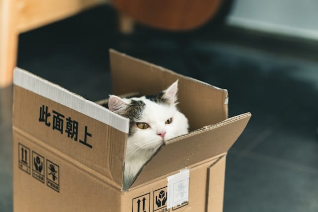 cat pet relocation travel