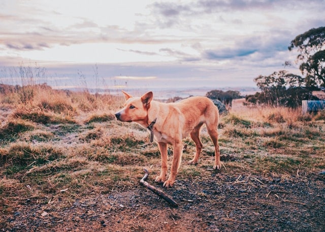 dog australia pet relocation via singapore
