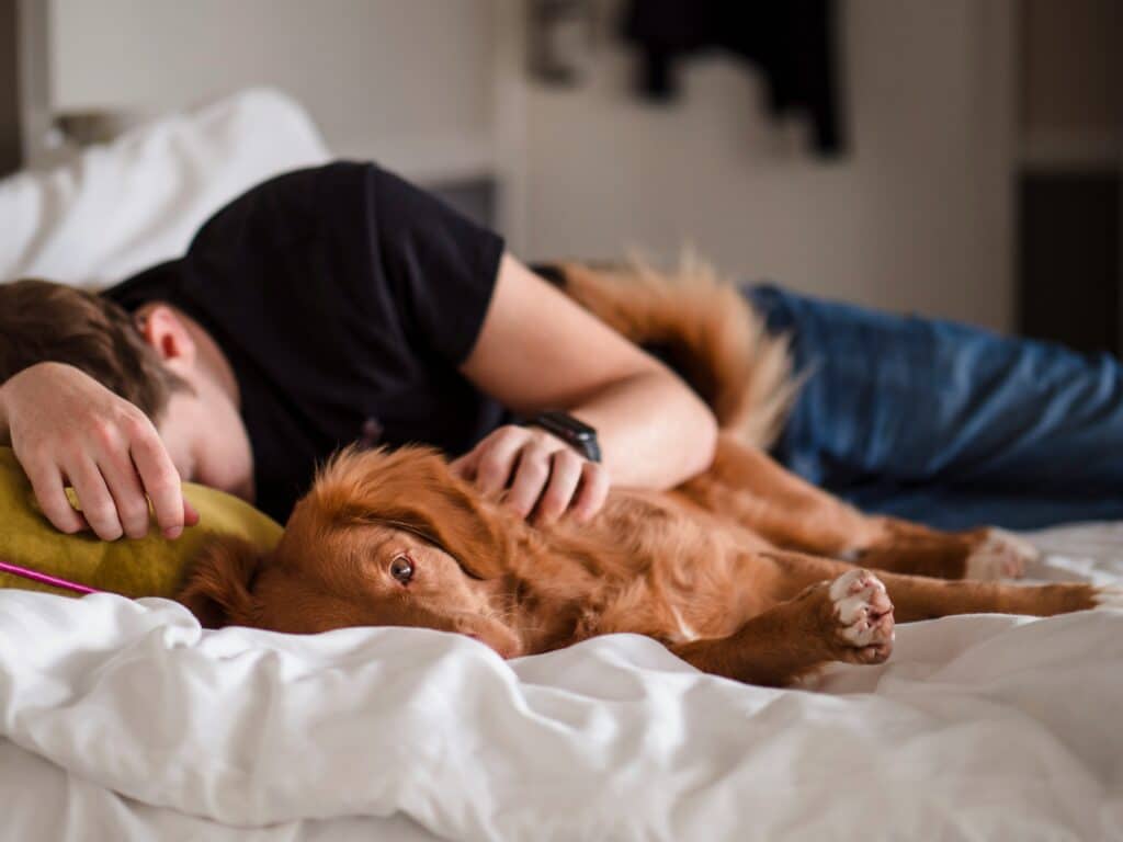 dog australia pet travel bed