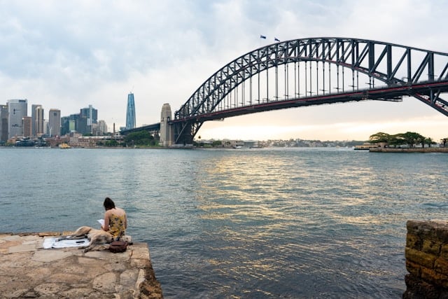 dog sydney pet travel relocation