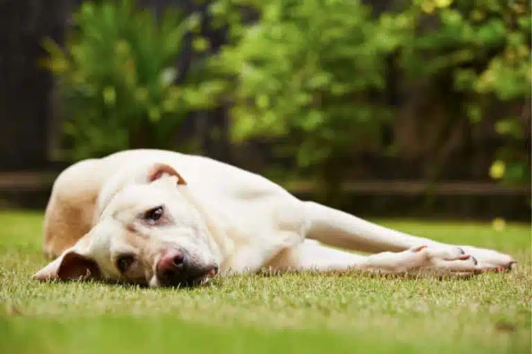 affect-of-anxiety-on-dogs